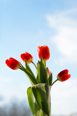 Bouquet red tulips standing in vase against blue sky on sunny day. Bunch of beautiful spring flowers. Vertical photo.の写真素材