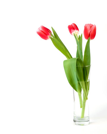 Beautiful red tulips in a modern vase, white background. Bouquet of spring flowers. Minimalistic photoの写真素材