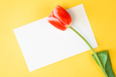 One red tulip and blank card with place for congratulations, yellow background. Flat lay, copy space.の写真素材