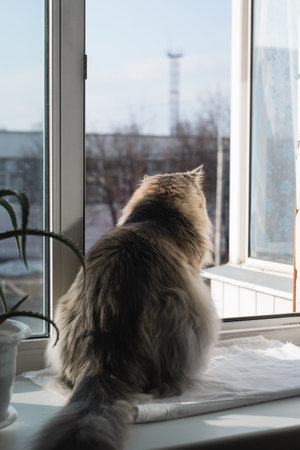 Gray cat sitting on a windowsill and looking out of an open window, indoors. Back view, vertical photoの写真素材