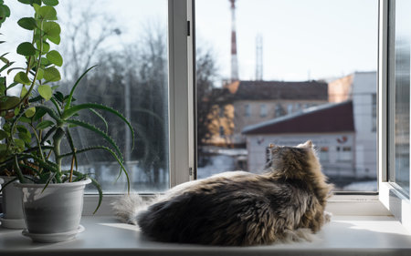 Fluffy cat lying on the windowsill inside the room and looking out of the open window. Back viewの写真素材