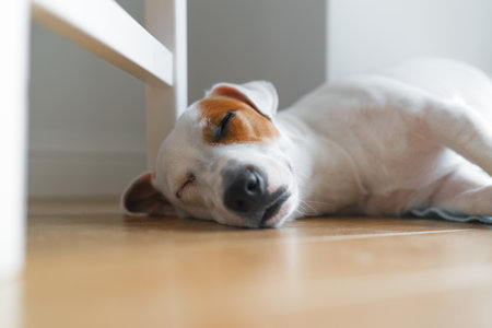 Portrait of a sleeping Jack Russell Terrier indoors. Close-up, selective focus. Beautiful dog lying on the floorの写真素材