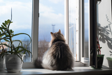 Fat, furry cat sitting on a windowsill by an open window, indoors. Curious cat looking at the street, view from the back.の写真素材