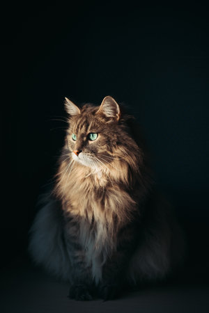 Portrait of a gray, fluffy cat with green eyes sitting indoors. The animal's muzzle is illuminated by the sun, the cat looks to the side. Vertical photoの写真素材