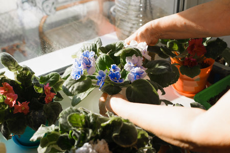 Senior woman looking after home flowers. Houseplant care. Housewife hands taking blue, small potted...