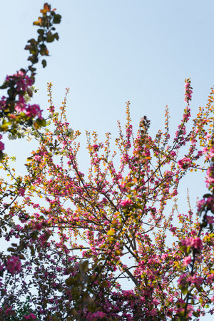 Blooming cherry tree. Pink petals on a branch against a blue sky. Pink blossoming flowers on the...