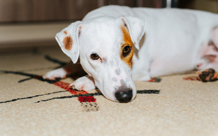 Portrait of sleepy dog resting, lying on floor indoors. Tired pet jack russell terrier relaxing and...