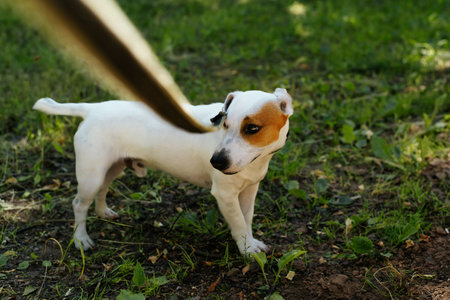 Jack Russell terrier for a walk outdoors. Portrait of a dog standing on a green lawn and looking to the side. Owned a walking his pet concept. Selective focus on the dog's faceの写真素材