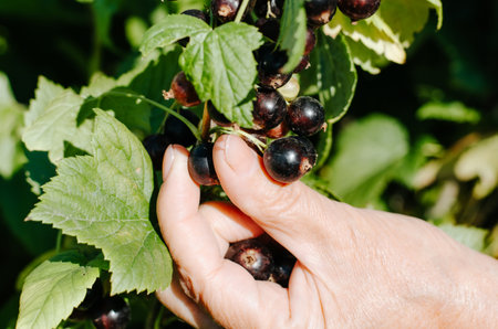 Caucasian female gardener picking black currants in garden on sunny summer day, outdoors. Close-up of woman's hand picking berries from bush. Harvesting, gardening concept.の写真素材