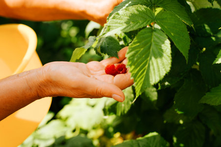 Gardening, harvesting, farming concept. Close-up of an elderly woman's hand picking raspberries in...