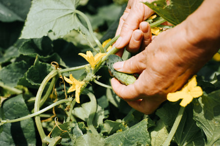 Eco harvest, gardening concept. Wrinkled female hands of farmer picking small green cucumber in garden on sunny day outdoors, close-up.の写真素材