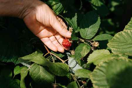 Close-up of female hand of gardener holding red, ripe large berry of raspberries in garden, senior...