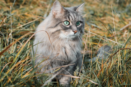 Gray fluffy curious cat with green eyes in nature. Portrait of furry pet sitting in yellow dry grass...