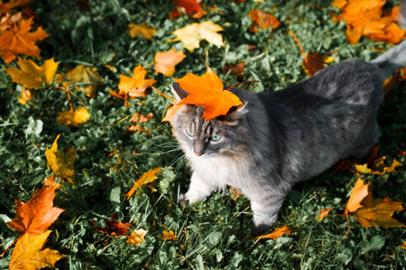 Gray fluffy cat walking on fallen autumn leaves. Siberian cat in nature.の写真素材