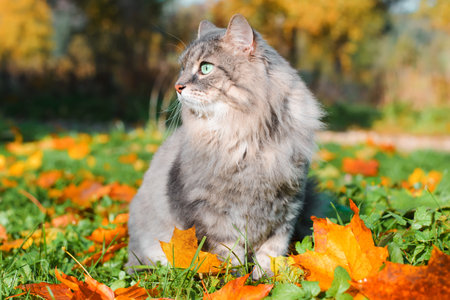 Profile portrait of gray fluffy cat with green eyes sitting on fallen autumn leaves and looking away outdoors. Beautiful Siberian cat in nature on sunny day. Animal theme.の写真素材