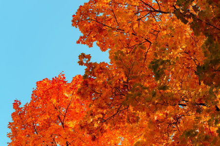 Autumn red maple tree, colorful leaves against blue sky.