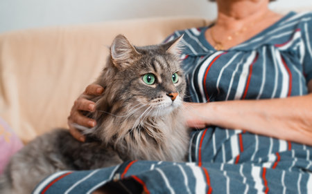 Close-up of gray furry cat with large green eyes resting, lying in arms of an older woman at home. Hands of elderly woman caressing, stroking fluffy pet. Animals and people.の写真素材