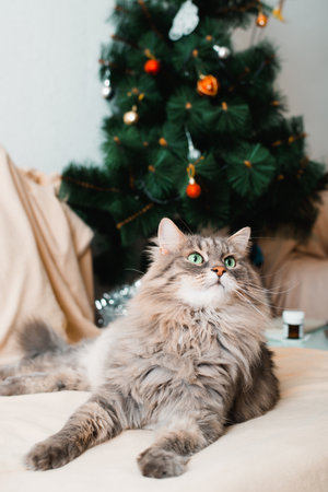 Portrait of resting gray cat in Christmas celebration. Furry pet lying near decorated xmas tree and looking up. Animal theme and holidays.の写真素材