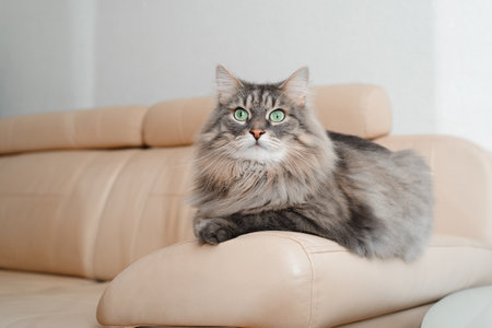 Beautiful gray cat indoors. Fluffy cat with big green eyes lying, resting on couch and looking away. Furry thoroughbred pet with surprised expression on face. Animal theme.の写真素材