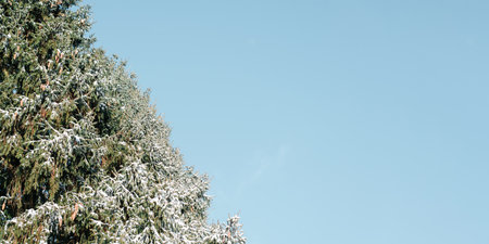 Part of tall Christmas tree on snowy winter day against background of clear blue sky outdoors, copy space. Banner evergreen tree covered with snow.の写真素材
