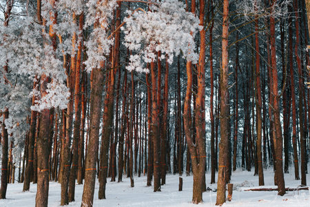 Pine winter forest landscape. Trees covered with frost on cold snowy winter day, outdoors.の写真素材
