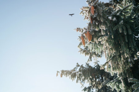 Christmas tree with cones covered with snow on sunny winter day against blue sky, outdoors. Copy...