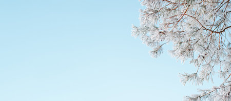 Pine tree twig covered with hoarfrost and snow on sunny winter day against background of clear blue...
