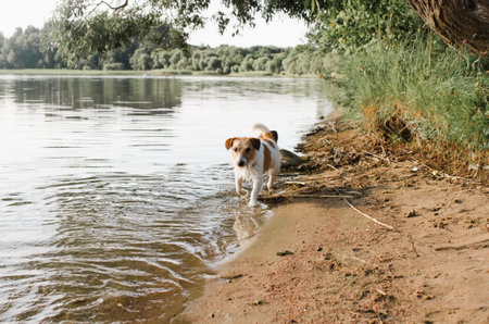 Wet dog running along shore near water outdoors on sunny summer day. Selective focus on pet jack russell terrier.の写真素材