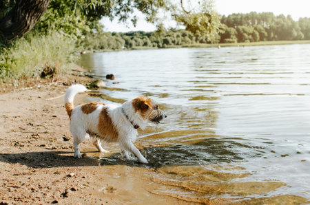 Playful wet dog standing in water on shore and looking away, outdoors. Side view of purebred pet jack russael terrier having fun, active animal in nature.の写真素材