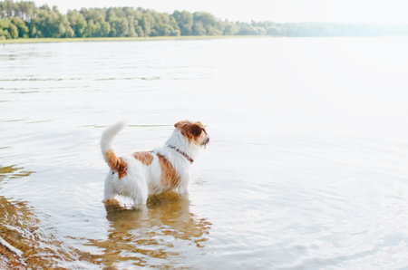Active wet dog jack russell terrier standing in water, outdoors and looking away. Playful purebred pet in nature, copy space. Animal theme.の写真素材