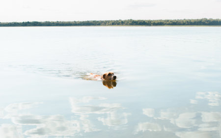 Active wet dog jack russell terrier swimming in water, outdoors. Playful purebred pet in lake or river. Selective focus on active animal.の写真素材