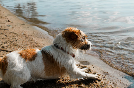 Side view of playful dog jack russell terrier on shore near water on sunny summer day. Active pet playing outdoors in nature.の写真素材