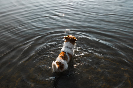 Active wet pet jack russell terrier standing in water in evening and looking away, top view. Purebred dog in nature, animal theme.の写真素材