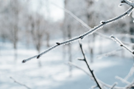 Close-up of frost-covered, frozen tree branch on frosty winter day, outdoors.