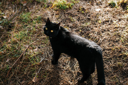 Black shorthair cat with yellow eyes standing in nature and looking at camera. Top view curious...