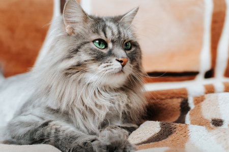 Gray fluffy cat with green eyes lying on sofa and looking away, indoors. Portrait of cute fur pet resting on couch, close-up.の写真素材