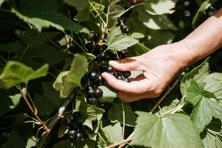 Gardening, harvesting concept. Close-up hand of senior female gardener picking berries from bush in vegetable garden outdoors.の写真素材