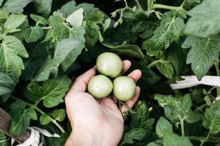 Unripe eco vegetables in greenhouse. Close-up of hand holding green tomatoes.の写真素材