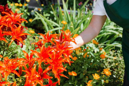 Close-up female gardener's hand touching beautiful bright flowers in garden outdoors. Flower care, red and yellow lilies.の写真素材