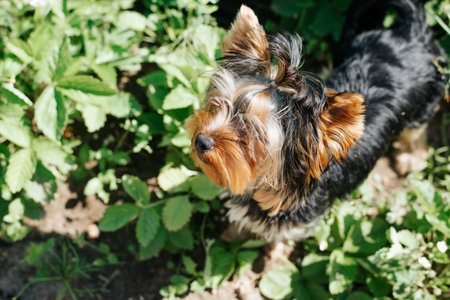 Cute Yorkshire Terrier dog in garden on sunny summer day looking up. Outdoor pet.の写真素材