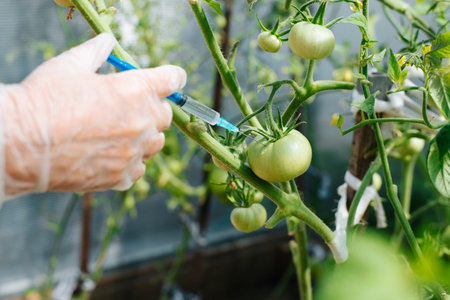 Close-up of scientist in medical glove injecting GMO vaccine into unripe tomato growing in greenhouse, experimenting with genetically modified food. Selective focus on vegetable and syringe needle.の写真素材