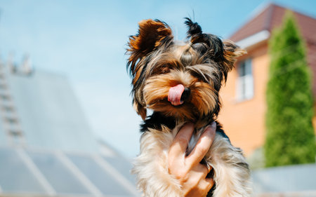 Portrait of funny Yorkshire terrier dog licking while looking at camera, outdoors. Close-up of hands of owner of pet holding animal against background of sky and house.の写真素材