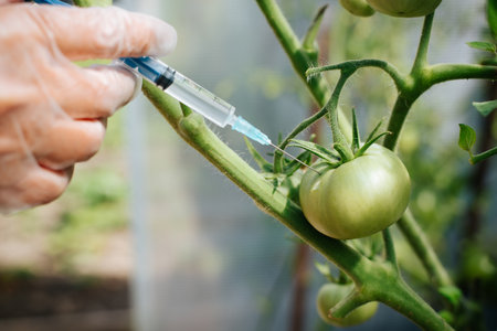 Close-up of a gloved hand of a biologist injecting a GMO vaccine into the bottom of an unripe tomato inside a greenhouse. Selective focus on syringe needle and vegetables.の写真素材