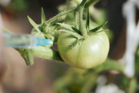 Genetically modified vegetables concept. Close-up of scientist injecting GMO vaccine into green...