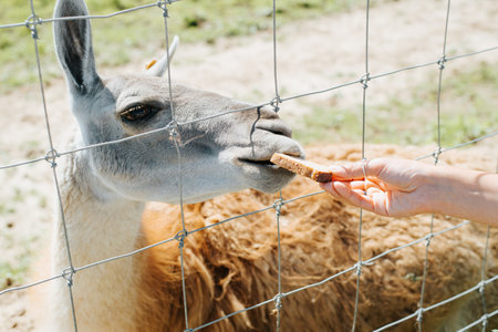 Close-up of a hand giving food to a llama. Feeding animals in the zoo outdoors.の写真素材
