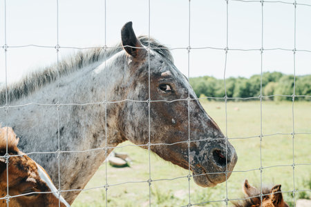 Zoo farm, horse farm. Portrait of a gray horse looking at the camera outdoors.