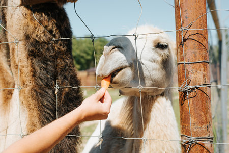 Close-up of a camel feeding in a petting zoo, outdoor zoo farm.の写真素材