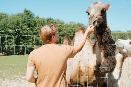 Back view of unrecognizable caucasian man feeding a brown African camel on a farm outdoors on a sunny day.の写真素材