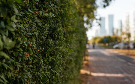 Street alley with green hedge fence outdoors. Close-up, selective focus on leaves, perspective view.の写真素材