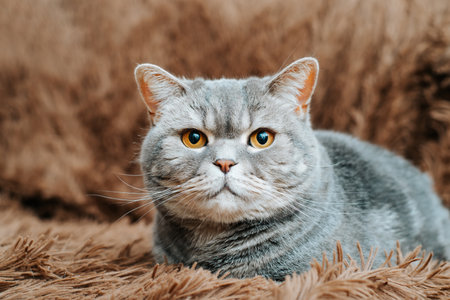 Portrait of a beautiful purebred British cat resting on cozy sofa and looking at camera with big yellow eyes. Cute gray pet indoors.の写真素材
